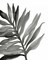 Tropical Palm III BW Poster Print by Chris Paschke - Item # VARPDX25316